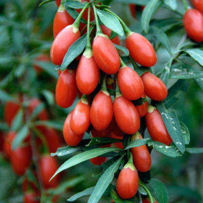 Дереза обыкновенная Дереза обыкновенная фото