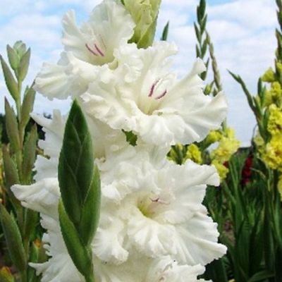 Гладиолус Димитрий Солунский Гладиолус Димитрий Солунский - Dolina-Sad.Ru