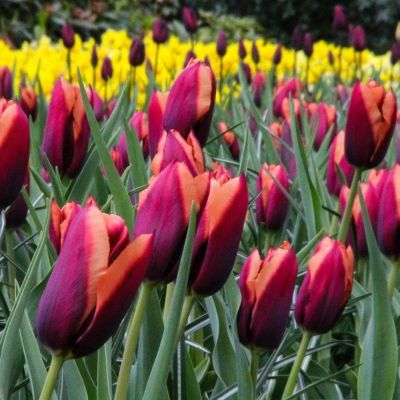 Тюльпан Мувота Тюльпан Мувота фото