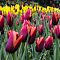 Тюльпан Мувота Тюльпан Мувота фото