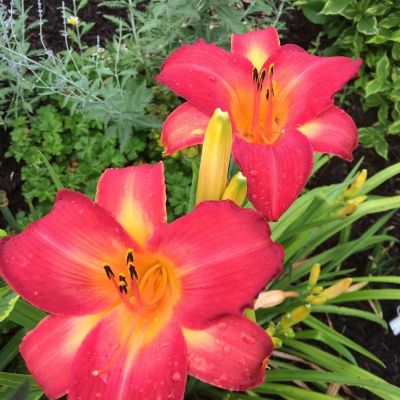 Лилейник Черри Чикс Лилейник Черри Чикс фото