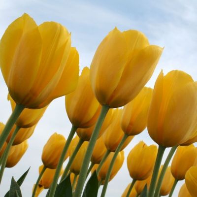 Тюльпан Конкуэрор Тюльпан Конкуэрор - Dolina-Sad.Ru