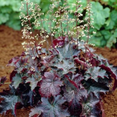 Гейхера Дарк Мистери Гейхера Дарк Мистери - Dolina-Sad.Ru