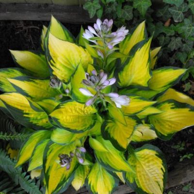 Хоста Оранж Мармелад , C2 Хоста Оранж Мармелад , C2 фото