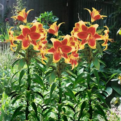 Лилия Мапира фото