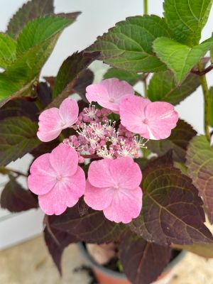 Гортензия пильчатая Дардевил - Dolina-Sad.Ru