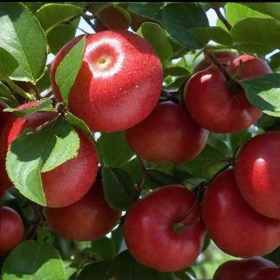 Яблоня Арнабель Яблоня Арнабель - Dolina-Sad.Ru