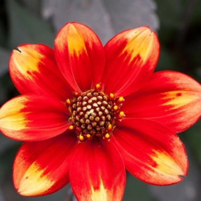 Георгина Дахлергия Биколор Георгина Дахлергия Биколор фото