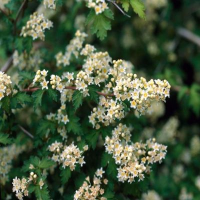 Стефанандра Криспа, С3 Стефанандра Криспа, С3 - Dolina-Sad.Ru