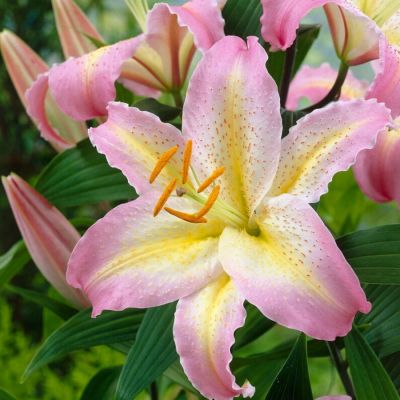 Лилия Капитан Триколор - Dolina-Sad.Ru