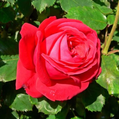 Роза Дама де Кюр Роза Дама де Кюр фото