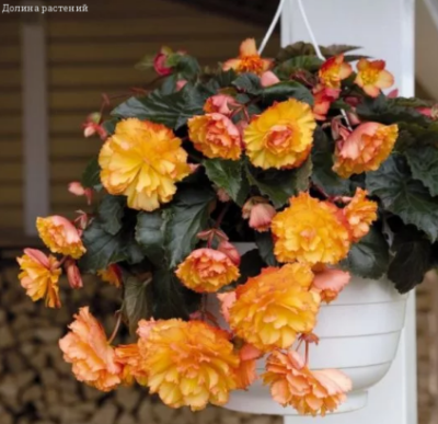 Бегония ампельная Кармен F1 Бегония ампельная Кармен F1 фото