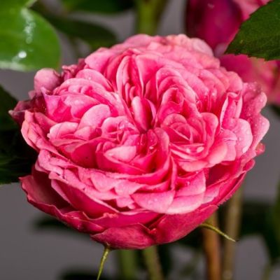 Роза Мэджик Рококо - Dolina-Sad.Ru