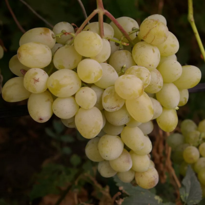 Виноград Лора Виноград Лора фото