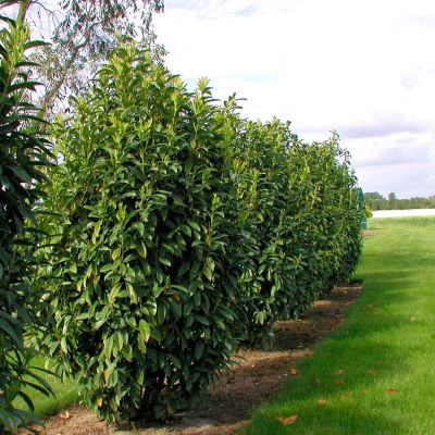 Лавровишня гибридная Генолиа Лавровишня гибридная Генолиа - Dolina-Sad.Ru