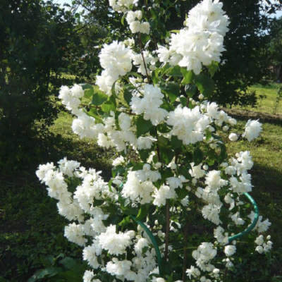 Жасмин Миннесота Сноуфлейк Жасмин Миннесота Сноуфлейк фото