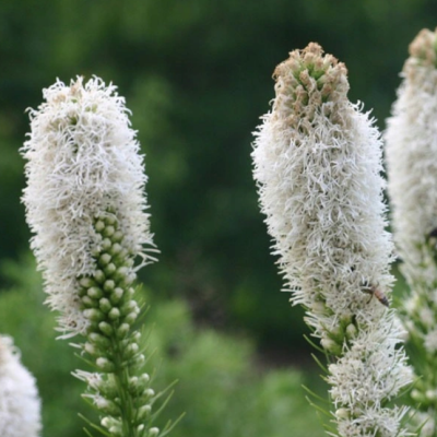 Лиатрис колосковый Флористан Уайт Лиатрис колосковый Флористан Уайт фото