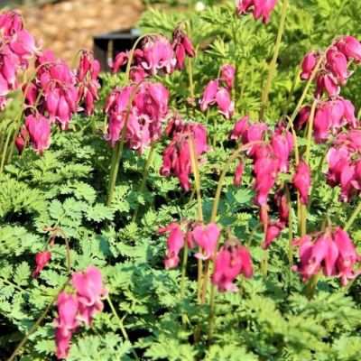 Дицентра формоза Адриан Блум - Dolina-Sad.Ru