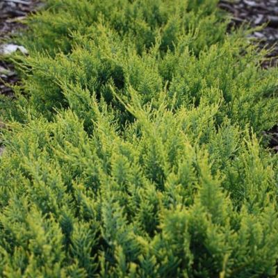 Можжевельник виргинский Голден Спринг фото