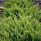 Можжевельник виргинский Голден Спринг фото