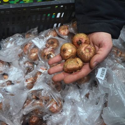 Гладиолус Димитрий Солунский Гладиолус Димитрий Солунский - Dolina-Sad.Ru