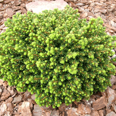 Ель Литл Джем фото