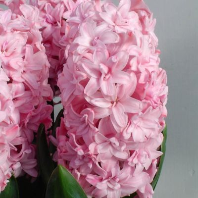 Гиацинт Принц оф Лав(Дабл) Гиацинт Принц оф Лав(Дабл) фото