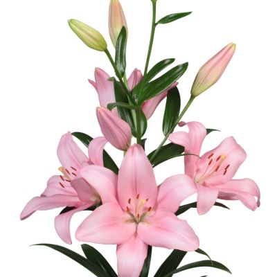 Лилия Пачано - Dolina-Sad.Ru