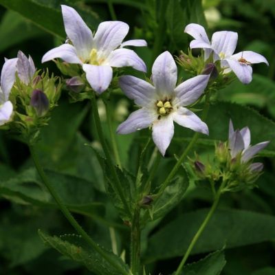 Колокольчик молочноцветковый Аваланш Колокольчик молочноцветковый Аваланш - Dolina-Sad.Ru