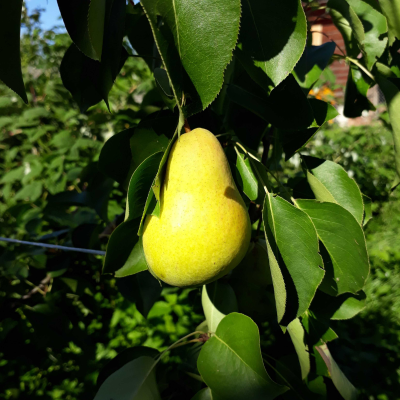 Груша Чижовская/Осенняя Груша Чижовская/Осенняя фото