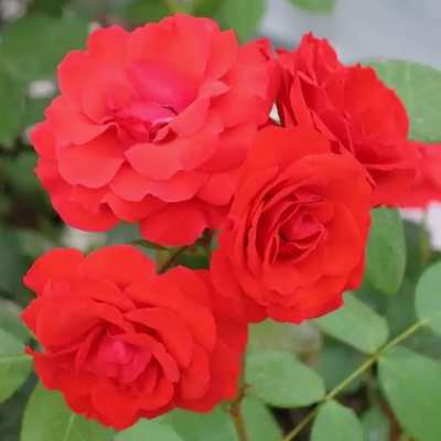 Роза Аллотрия Роза Аллотрия фото