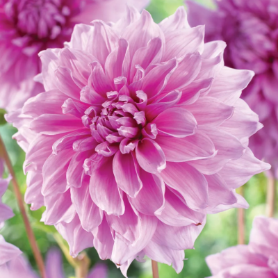 Георгина Лавендер Перфекш Георгина Лавендер Перфекш фото