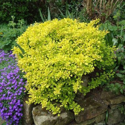 Барбарис Тунберга Ауреа, С3 Барбарис Тунберга Ауреа, С3 - Dolina-Sad.Ru