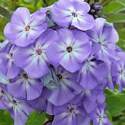 Флокс метельчатый Блю Бой Флокс метельчатый Блю Бой фото