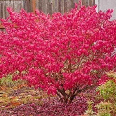 Бересклет крылатый Компактус Бересклет крылатый Компактус фото