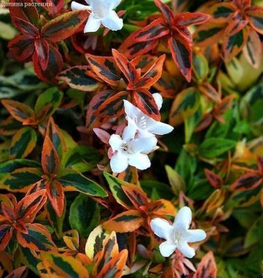 Абелия Калейдоскоп фото