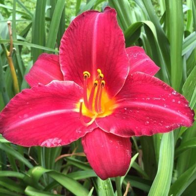 Лилейник Черри Чикс Лилейник Черри Чикс фото