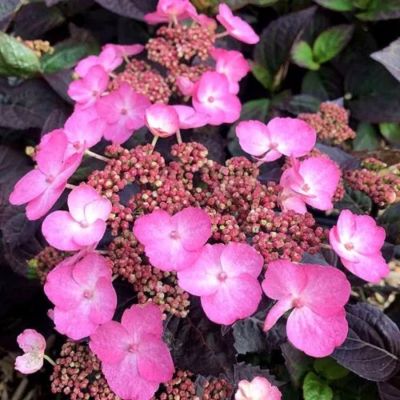 Гортензия пильчатая Дардевил, С3 Гортензия пильчатая Дардевил, С3 - Dolina-Sad.Ru