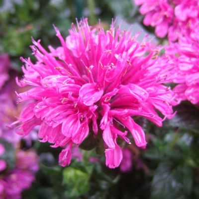 Монарда Шуга Баз Баблгам Бласт Монарда Шуга Баз Баблгам Бласт - Dolina-Sad.Ru