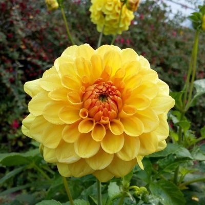 Георгина Голден Скептер - Dolina-Sad.Ru