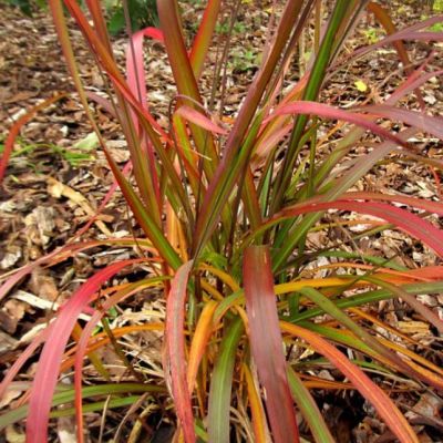 Мискантус китайский Наваджо , x Мискантус китайский Наваджо , x фото