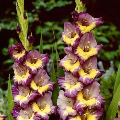 Гладиолус Динамит Гладиолус Динамит фото