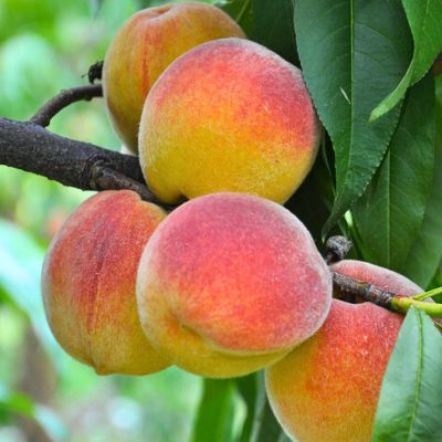 Персик Чемпион Персик Чемпион - Dolina-Sad.Ru