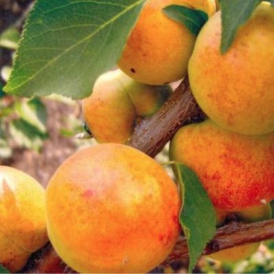 Абрикос Левицкого - Dolina-Sad.Ru