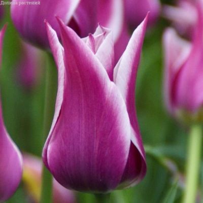 Тюльпан Клауди Тюльпан Клауди фото