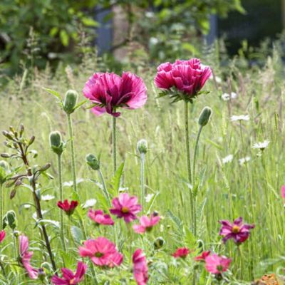 Папавер Харлем Папавер Харлем фото