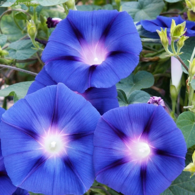 Ипомея Пикоти голубая Ипомея Пикоти голубая фото