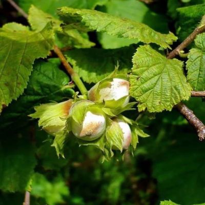 Лещина Тонда Джентил Делле Ландж Лещина Тонда Джентил Делле Ландж - Dolina-Sad.Ru