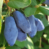 Жимолость Блу банан - Dolina-Sad.Ru