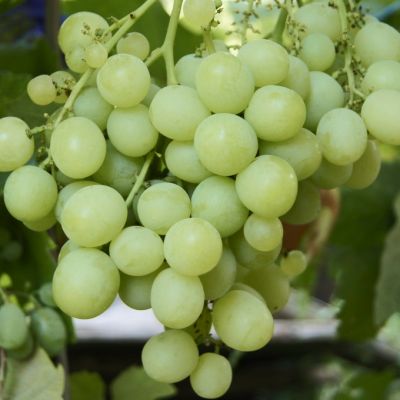 Виноград Агрус - Dolina-Sad.Ru